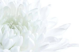 一朵白色菊花，花瓣柔軟層疊，極簡構圖。 — 白色 壁紙