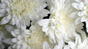 密集花藝中的白色菊花，花瓣層層疊疊。 — 白色美學動圖 壁紙