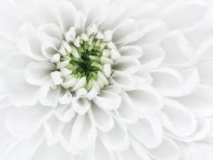 一朵精緻的白色花，有層層花瓣和綠色花心。 — 菊花 壁紙