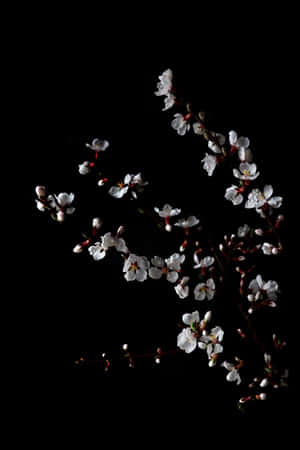 黑色背景下，深色枝條上帶有粉紅花蕾的白色櫻花。 — 唯美花卉 壁紙