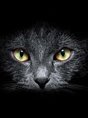 黑暗中，一隻黑貓的臉部特寫，擁有發光的綠色眼睛。 — 深色霓虹 iPhone 壁紙