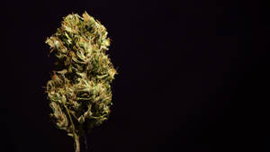 黑色背景上，帶有綠色和琥珀色色調的乾燥大麻花蕾。 — 大麻 壁紙