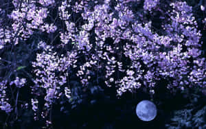 紫色櫻花在夜晚懸掛在滿月之上。 — 櫻花 壁紙