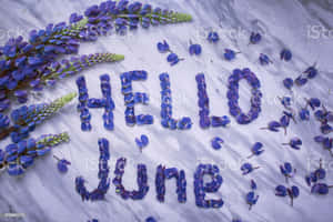 紫色羽扇豆花排列成在灰色石上拼出 hello june。 — 可愛夏天 壁紙