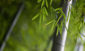 森林中竹葉的特寫，背景柔和模糊。 — 竹子 壁紙