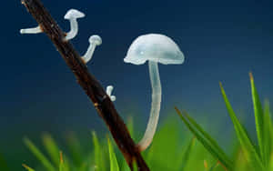 細小白蘑菇在樹枝上生長，伴有綠色草地和藍色背景 — 透明 壁紙