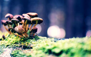 森林中苔蘚地上生長的一簇小蘑菇。 — 可愛蘑菇 壁紙