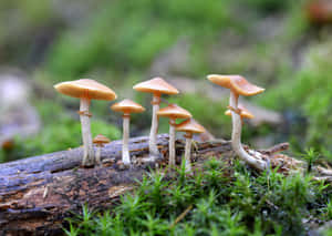 一簇細小的橙色蘑菇在森林中長滿苔蘚的木頭上生長。 — 蘑菇美學 壁紙