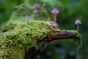 森林中苔蘚覆蓋的圓木上生長的紫色蘑菇。 — 燈泡 壁紙
