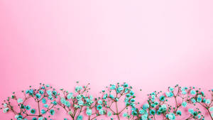 綠松色滿天星花朵配粉紅色背景 — 美學粉色GIF 壁紙