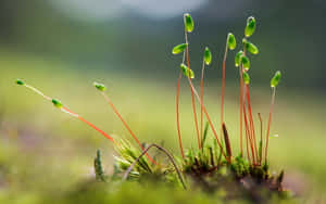 帶有紅色莖的苔蘚孢子體在草地上生長的近距離特寫。 — 花園 壁紙