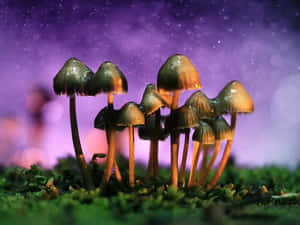 在紫色星空下，苔蘚上的一簇發光蘑菇。 — 蘑菇美學 壁紙