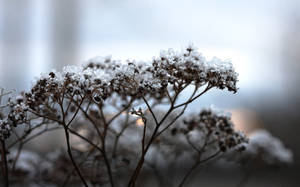 冬日裡被雪覆蓋的乾花 — 自然 壁紙