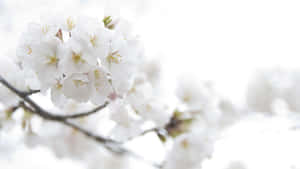 在明亮背景下，樹枝上柔焦的白櫻花。 — 白色花朵 壁紙