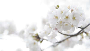 特寫白櫻花在樹枝上，背景柔和模糊。 — 死亡遊行 壁紙