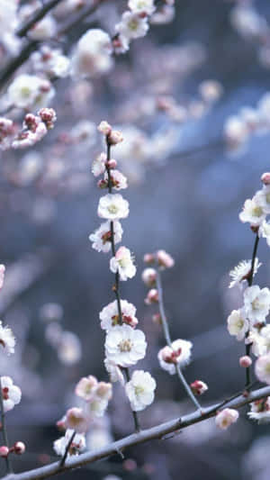 特寫白粉紅梅花在枝條上，背景柔和藍色。 — 冬季美學 壁紙