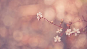 一條樹枝上盛開著櫻花，背景是柔和的粉紅色模糊效果。 — Tumblr 花朵 壁紙