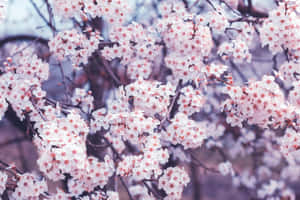 春天深色樹枝上白色櫻花帶有粉紅色花心的特寫。 — Tumblr 花朵 壁紙