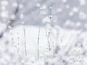 被雪覆蓋的草莖在一個安靜的冬季場景中，雪花飄落。 — 冬季風景 壁紙