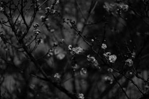 冬季光禿樹枝上盛開花朵的黑白特寫。 — 庫洛魔法使 壁紙