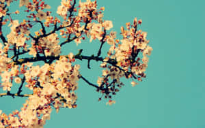 櫻花枝條上綻放白色花朵，背景為青綠色天空。 — 花朵美學動態圖 壁紙