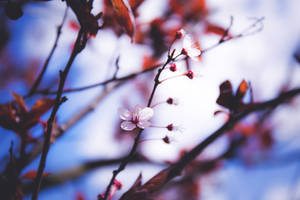 特寫櫻花在樹枝上，帶有紅葉，背景是藍天。 — 春天花朵 壁紙