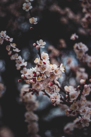 特寫白色櫻花，黃色花心，深色樹枝。 — 春天花朵 壁紙