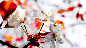 春天白色櫻花與紅葉的特寫。 — 春天花朵 壁紙