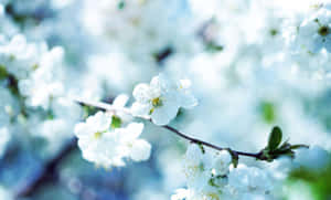 白色櫻花在樹枝上，背景為柔和的藍綠色。 — 美麗的花朵 壁紙
