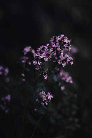 紫色花朵在黑暗模糊的背景中柔和發光。 — 花朵 壁紙