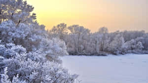 白雪覆蓋的冰凍湖面上金色日出下的結冰樹木和灌木 — 冬季風景 壁紙