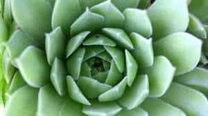 綠色多肉植物的近距離特寫 — 綠色花卉 壁紙