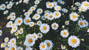 雛菊美學電腦 — 雛菊 壁紙