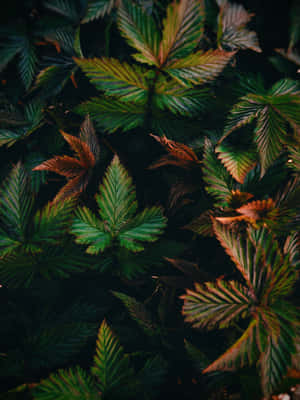 植物手機 — 葉子 壁紙