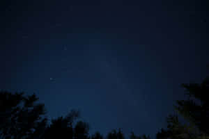 樹梢剪影框住廣闊的繁星夜空。 — 星星 壁紙