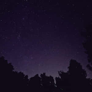 黑暗的樹木剪影映襯著繁星點點的夜空。 — 夜空 壁紙