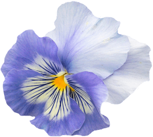 繽紛三色堇花朵特寫.png