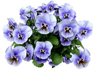 繽紛三色堇花束.png