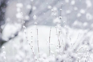雪覆蓋的草莖在飄雪的寧靜冬季場景中。 — 白雪公主 壁紙