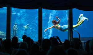 美人魚在水族館中進行水中表演，觀眾觀看。 — 美人魚 壁紙