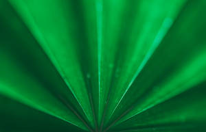 綠色棕櫚葉的放射狀葉脈特寫，背景柔和散景。 — 翡翠綠 壁紙