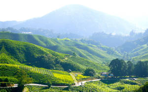 廣闊的綠色茶園在起伏的山丘上，有蜿蜒的道路和遠處的群山，夕陽西下。 — 茶園 壁紙