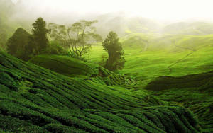 一排排茶樹覆蓋著連綿起伏的山丘，位於日出時分霧氣瀰漫的山谷中。 — 茶園 壁紙