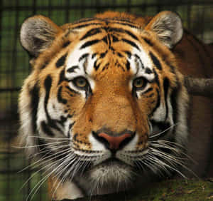 一隻老虎在鐵絲網後面用銳利的眼神直視前方。 — 野生動物 壁紙