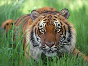 野生動物圖片 — 野生動物 壁紙