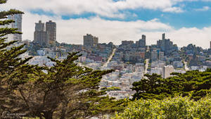 從上方俯瞰舊金山城市景觀，前景有樹木 — 城市 壁紙
