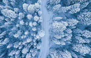 白雪覆蓋的森林，從空中俯瞰有一條蜿蜒的道路穿過。 — 冬季風景 壁紙