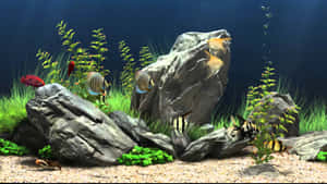 熱帶魚在沙底的清澈水族箱中，於岩石和植物之間游動。 — 水族箱 壁紙