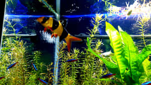 藍色魚缸中色彩繽紛的魚類和綠色植物，氣泡上升。 — 水族箱 壁紙