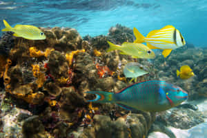 色彩繽紛的熱帶魚在陽光照射的海浪下，滑過珊瑚礁。 — 海景 壁紙